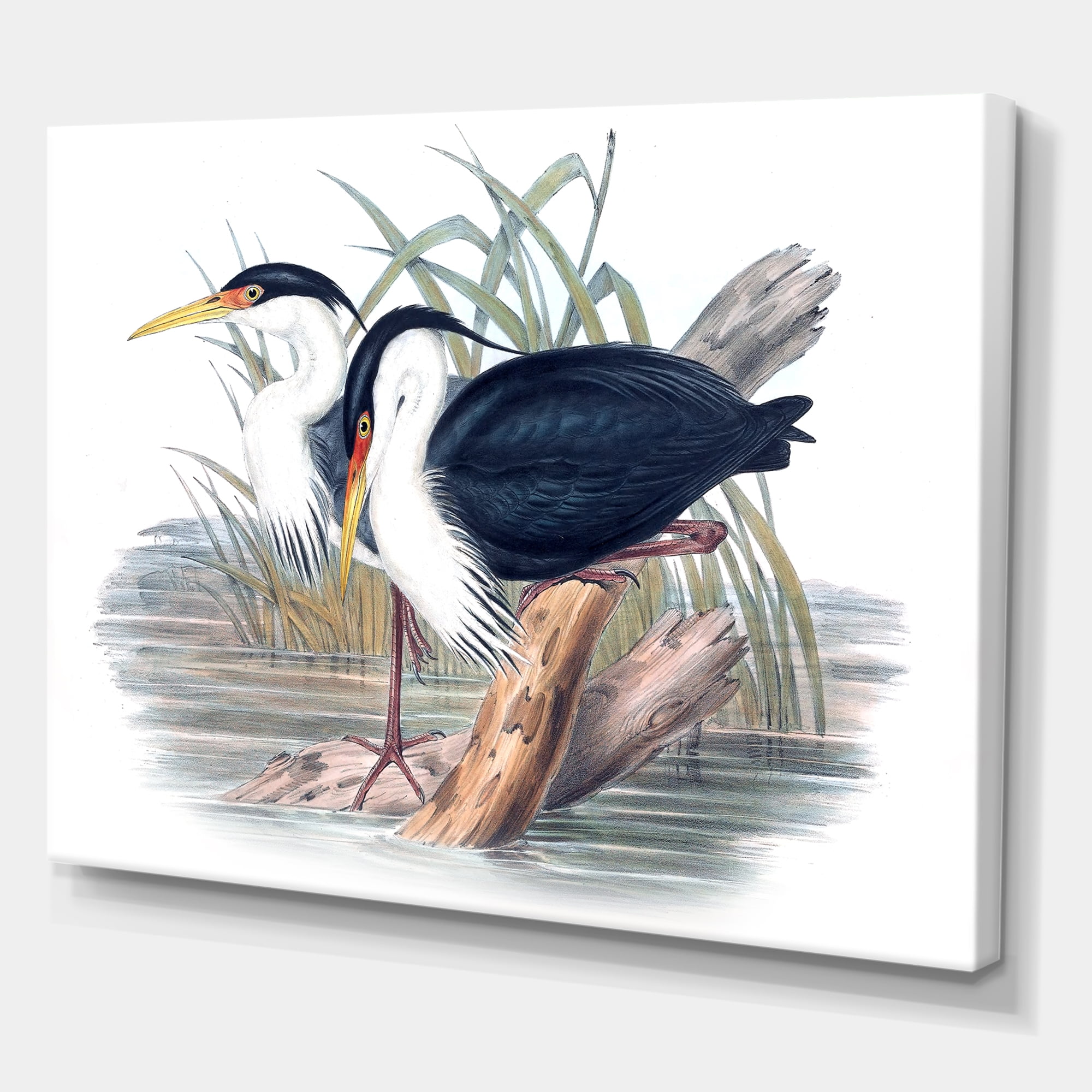 Designart ' Ancient Bird Life II ' Traditional Canvas Wall Art Print