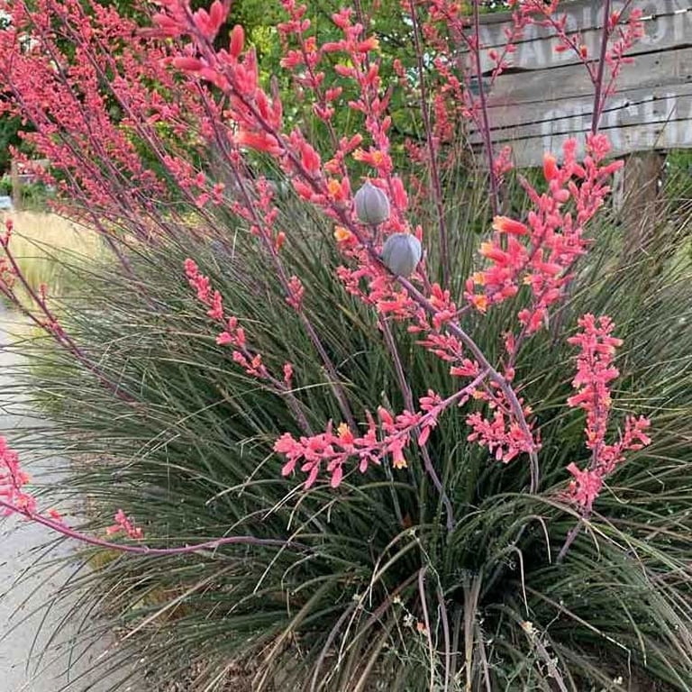 Drought Tolerant Hesperaloe Parviflora Red Yucca Garden Flower Plant Seeds  - 50 Seeds