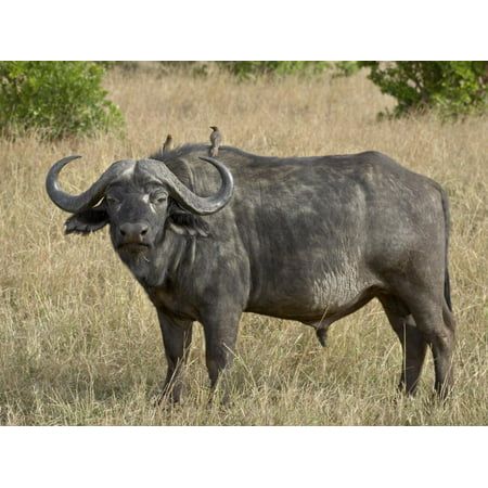 Cape Buffalo or African Buffalo with Yellow-Billed Oxpecker Print Wall Art By James (Best Cape Buffalo Hunting In Africa)