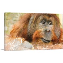ARTCANVAS Orangutan Monkey Home decor Canvas Art Print - Size: 26" x 18" (0.75" Deep)