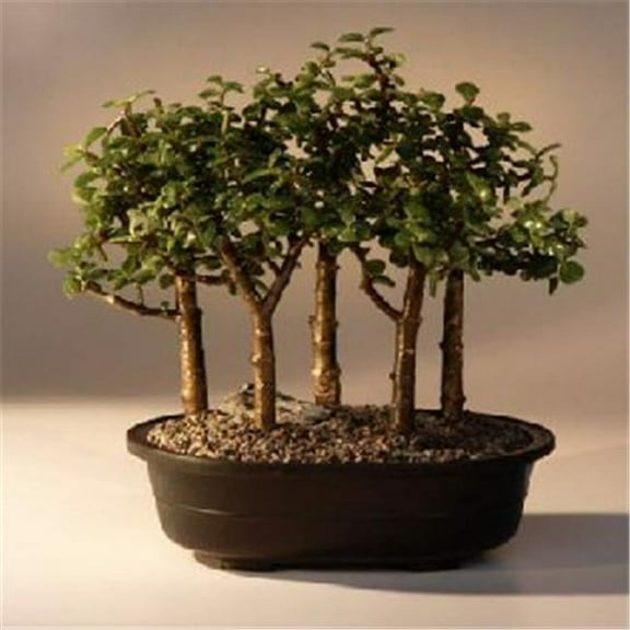 Baby Jade Bonsai Tree - Five Tree Forest Group - Portulacaria Afra
