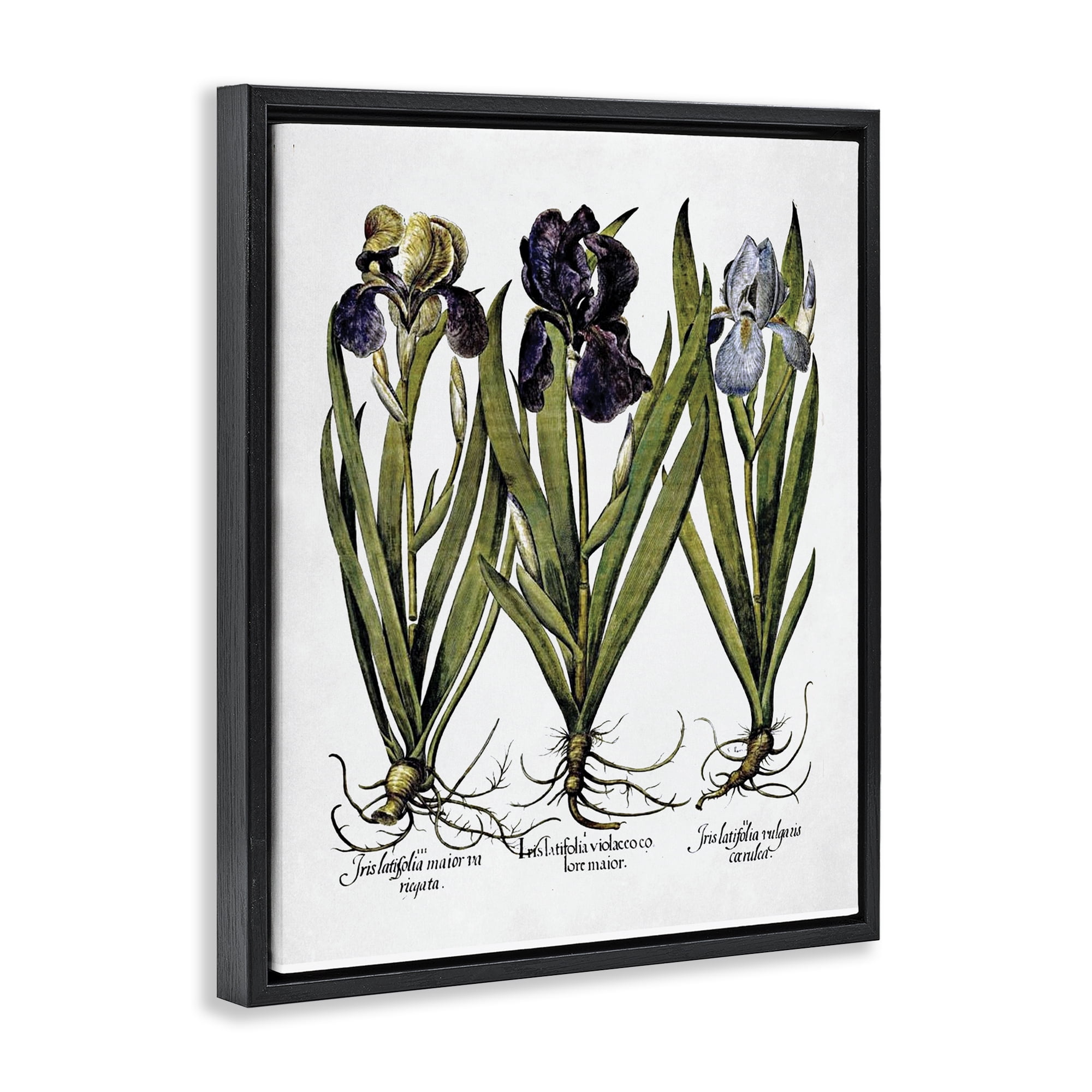 Stupell Industries Vintage Iris Studies Botanical & Floral Painting Black Floater Framed Art Print Wall Art, 25 x 31