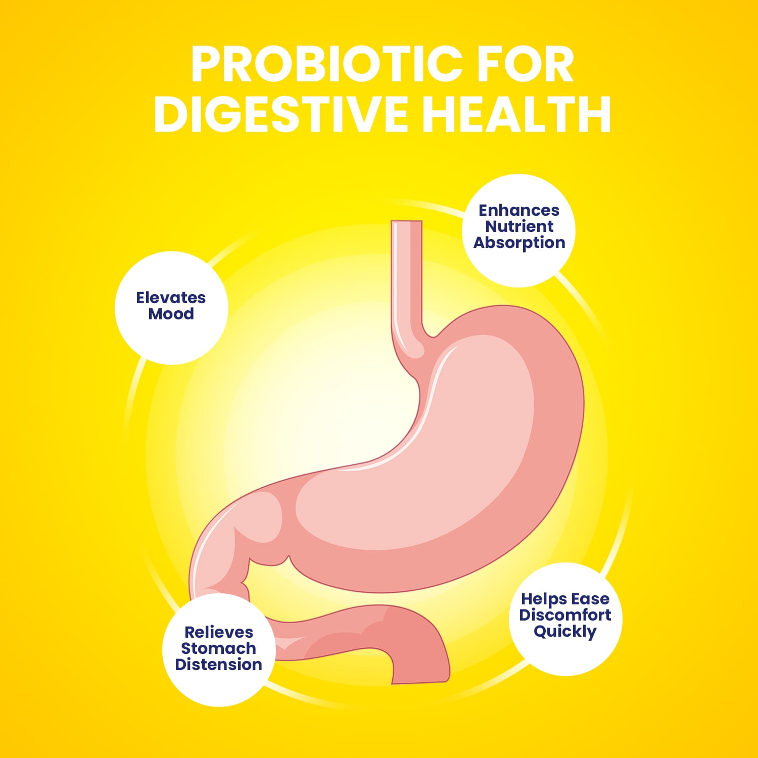 VivoGut Capsules – Vivo Gut Pills Digestive Support, Gut Wellness, 2 Pack, 120 Capsules