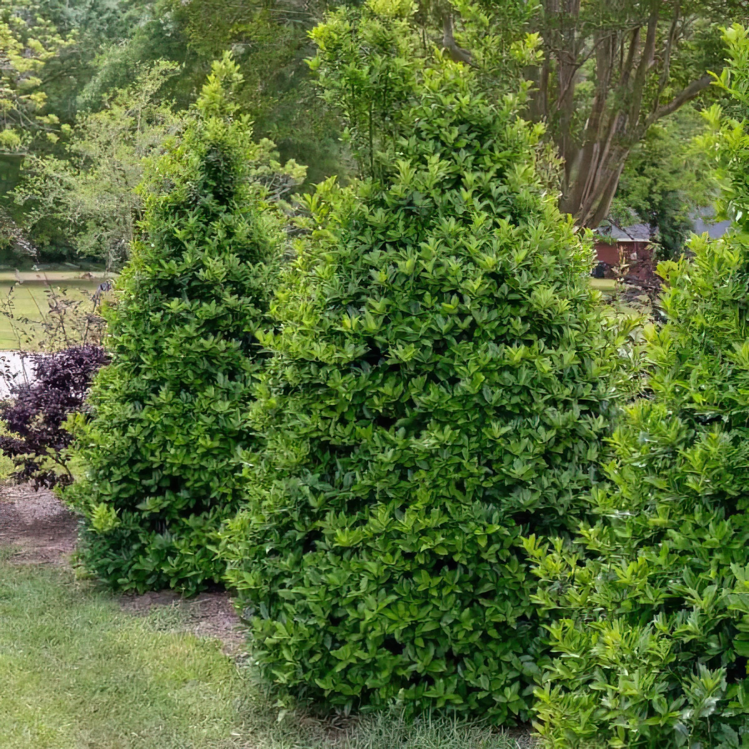 2 gal Oakland Holly Live Shrub with Full Sunlight Conditions