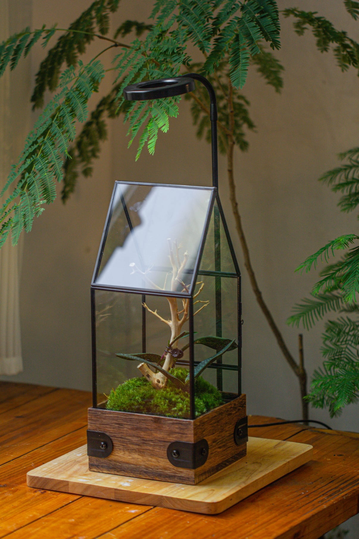 NCYP Grow Lamp with Wooden Base for Plant Terrariums for Succulents, Moss, Ferns, Indoor Plant Display Decorative Board with Adjustable Gooseneck, 40CM 15.74 inches Staright Height