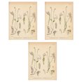 thumbnail image 1 of Toystoory 3 uds pintura impresa imagen impermeable flor sin marco impresiones planta moderna póster decoración del hogar dormitorio Decoración del hogar Toystoory HA010920-00, 1 of 6
