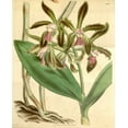 thumbnail image 2 of Curtis, William 20x24 Black Ornate Wood Framed with Double Matting Museum Art Print Titled - Orchid, Cattleya Guttata, 2 of 4