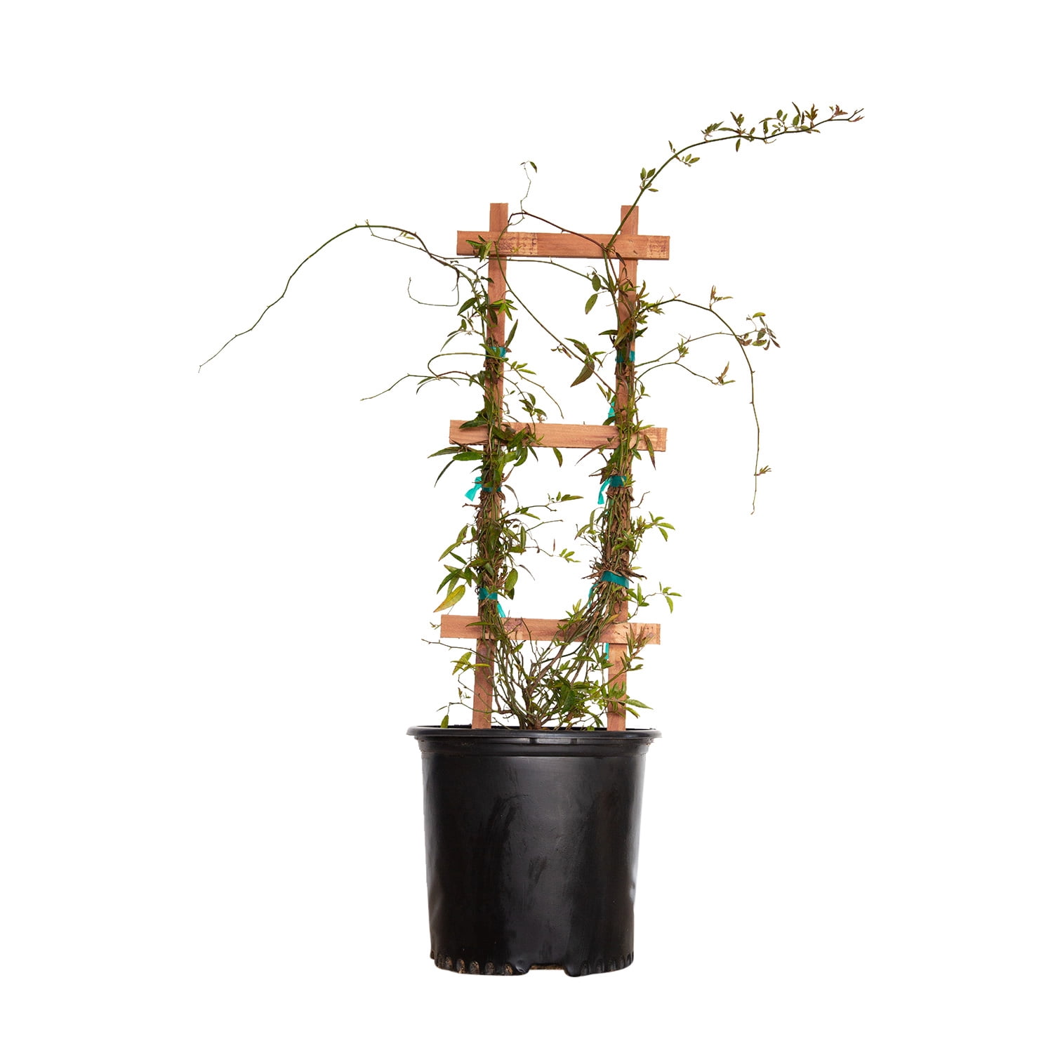 Expert Gardener Yellow Lady Banks Rose (2.5 Gallon) Thornless Blooming Vine - Full Sun Live Outdoor Plant