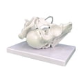 thumbnail image 5 of Milue Female Pelvis Model with Fetal Midwifery Teaching Models for Educational, 5 of 7