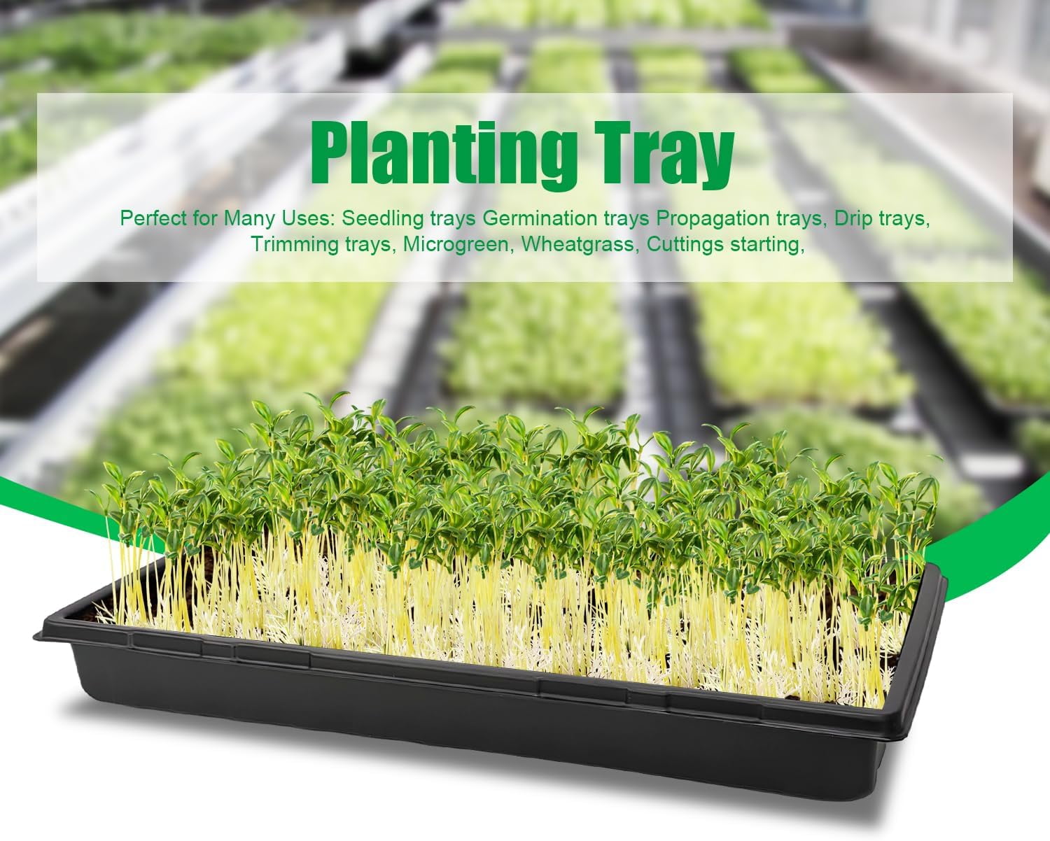 Reusable Heavy Duty Extra Thick Seed Starting Trays, 10 Pack No Holes Propagation Flats for Microgreens, Seedlings, Germination, Fodder and Transplant