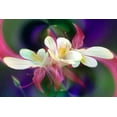 thumbnail image 2 of Jones, Adam 32x23 White Modern Wood Framed Museum Art Print Titled - Columbine flower-Colorado, 2 of 4