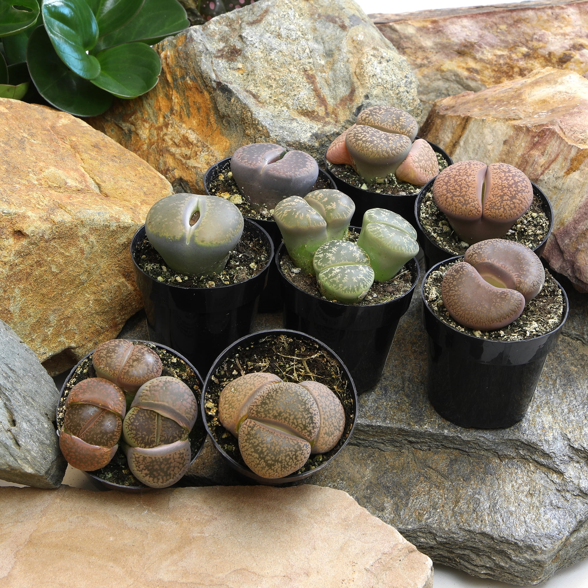 Altman Plants Living Stones Pet-safe Succulents 8-pack (Lithops) in 2.5 in. Grower Pots