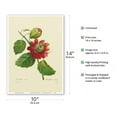 thumbnail image 2 of Passion Flower (Passiflora incarnata) - Vintage Botanical Illustration by Pierre-Joseph Redouté c.1833 - Master Art Print 10in x 14in, 2 of 4