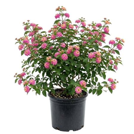 Set 2 Lantana Pink Plant Live for Planting, Perennial Flowering Lantana Well Rooted, Outdoor Growing, 4-6 Inch Tall, No Pot
