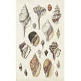 thumbnail image 2 of Sowerby, G.B. 12x18 Black Ornate Wood Framed with Double Matting Museum Art Print Titled - Seashell Array II, 2 of 4
