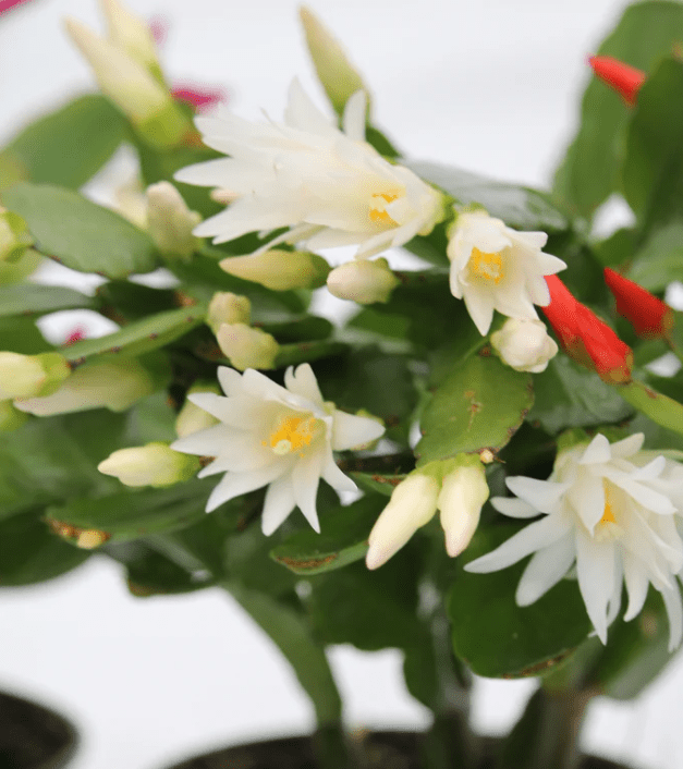 White Easter Cactus Plant Live for Planting, Easter Cactus Flower Plant for Indoor Outdoor 4 to 6 Inch Tall