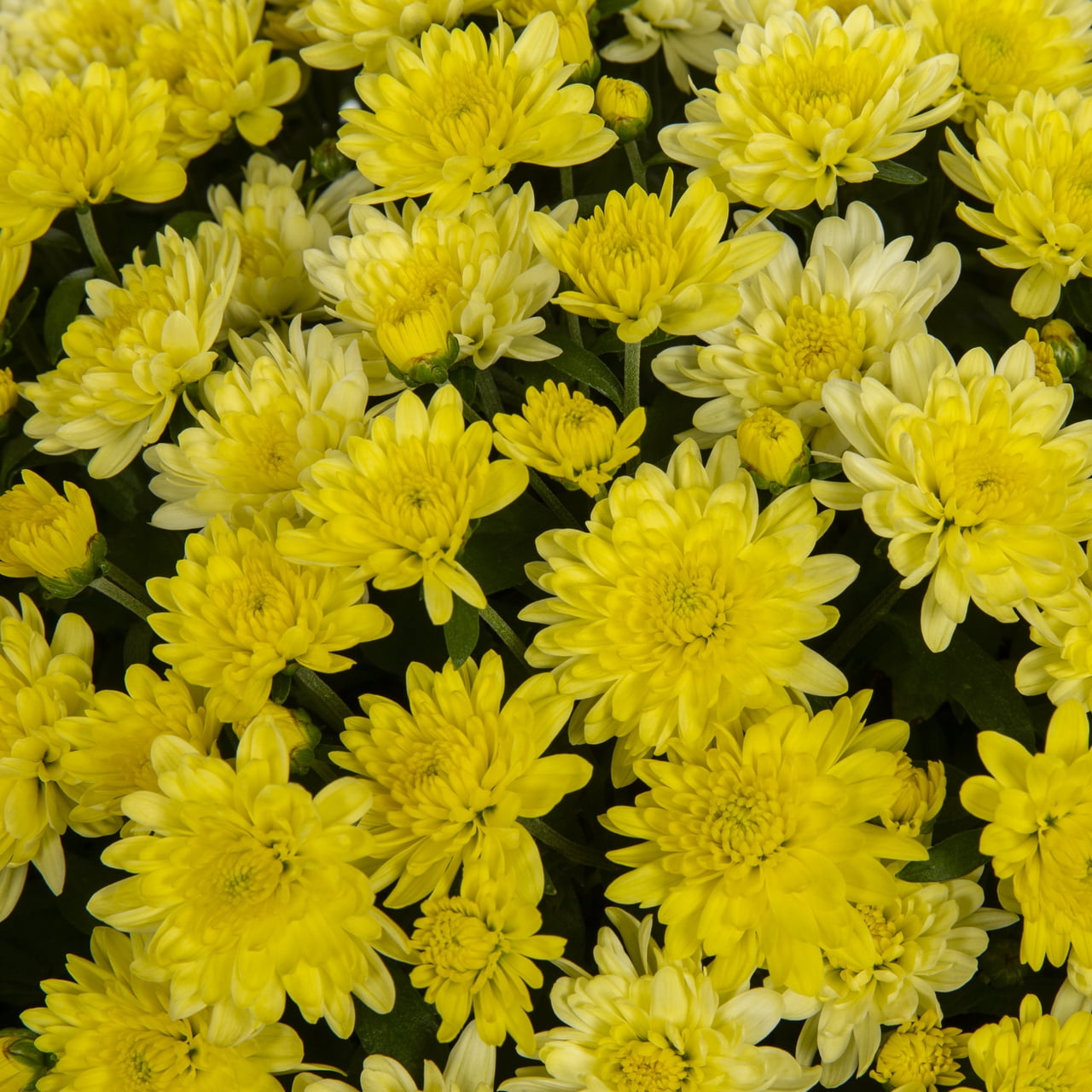 Better Homes & Gardens Yellow Garden Mum Live Plant, 1.5 gal, Decorative Planter