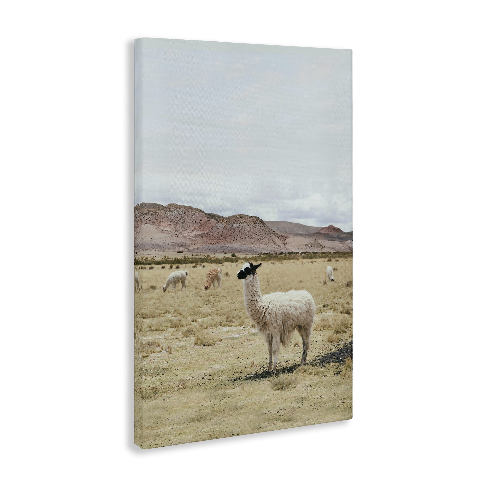 Stupell Industries Wild Alpacas in Desert Animals Photography Wrapped Canvas Art Print Wall Art, 24 x 36