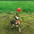thumbnail image 3 of Jolly Pets 4.5-Inch Bounce-n-Play, Orange, 3 of 3