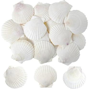Sinkoo 25 Pcs Scallop Shells 2"-3" White Natural Seashells for DIY Craft Mermaid Beach Wedding Home Decor, Natural Real Scallop Seashells