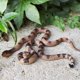 thumbnail image 4 of Cascabel de goma realista Lohoee, juguete con forma de serpiente falsa, 2 unidades, 4 of 6
