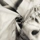 thumbnail image 5 of Cortina de ducha Farmhouse Highland Cow con ganchos, divertido toro salvaje occidental sobre fondo de mármol gris moderno, cortina de baño desnuda, cortina de baño de tela de poliéster impermeable de JAMW Sencillez, 5 of 5