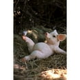 thumbnail image 5 of Yoga Pig Polyresin Statue, 5 of 5