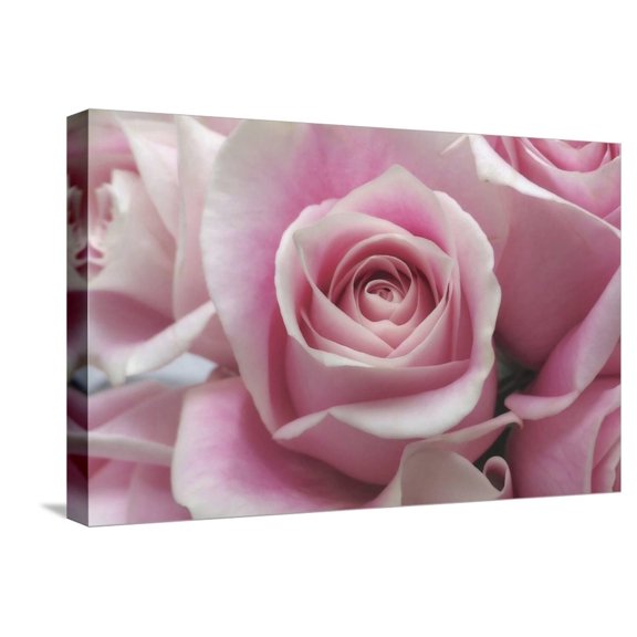Art.com Perfectly Pink III Stretched Canvas Print Wall Art by Monika Burkhart, 24" x 16"