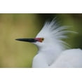 thumbnail image 2 of Morris, Arthur 24x17 Gold Ornate Wood Framed with Double Matting Museum Art Print Titled - FL Snowy egret in breeding plumage, 2 of 4