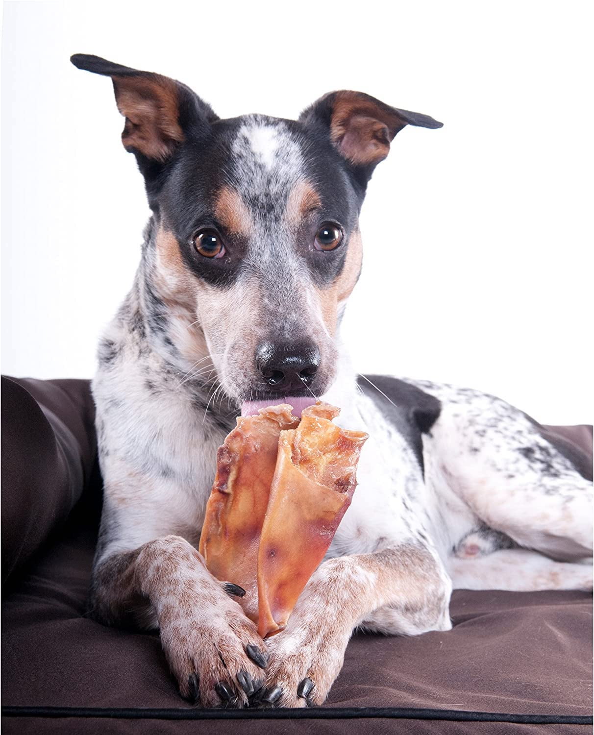 are pig ears better for a australian cattle dog than rawhide ears