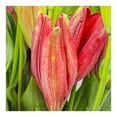 thumbnail image 2 of Bouquet premium lili asia tallos, 2 of 4