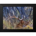 thumbnail image 2 of Fitzharris, Tim 24x19 Black Modern Framed Museum Art Print Titled - Bull elk-Colorado, 2 of 5