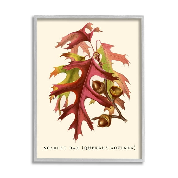 Stupell Industries Antique Scarlet Oak Branch Illustration Autumn Leaves, 24 x 30,Design by Daphne Polselli