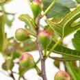 thumbnail image 3 of Southern Living Little Miss Figgy Fig Live Shrub in 2-Gallon Grower Pot, 3 of 10