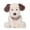 Jack Russell Terrier, variant on NCQ Stuffed Animals Dog Plush Toys Maltese Dog 16.5 inches Soft and Premium Puppy Plush Toy Gift for for Babies Children Adults, Beige/Grey