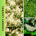thumbnail image 4 of Set 2 Cherry Laurel Live Plant, Dormant Cherry Laurel Shrub, Bareroots from 6 to 12 Inches, 4 of 5