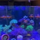 thumbnail image 4 of Soporte para pecera de Coral fluorescente soporte acrílico para pecera arrecife Wdftyju de acuario con tapones herramienta de montaje con ventosa soporte para plantas y agua, 4 of 7
