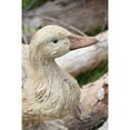 thumbnail image 2 of DUCK DRIFTWOOD LOOK, 2 of 6