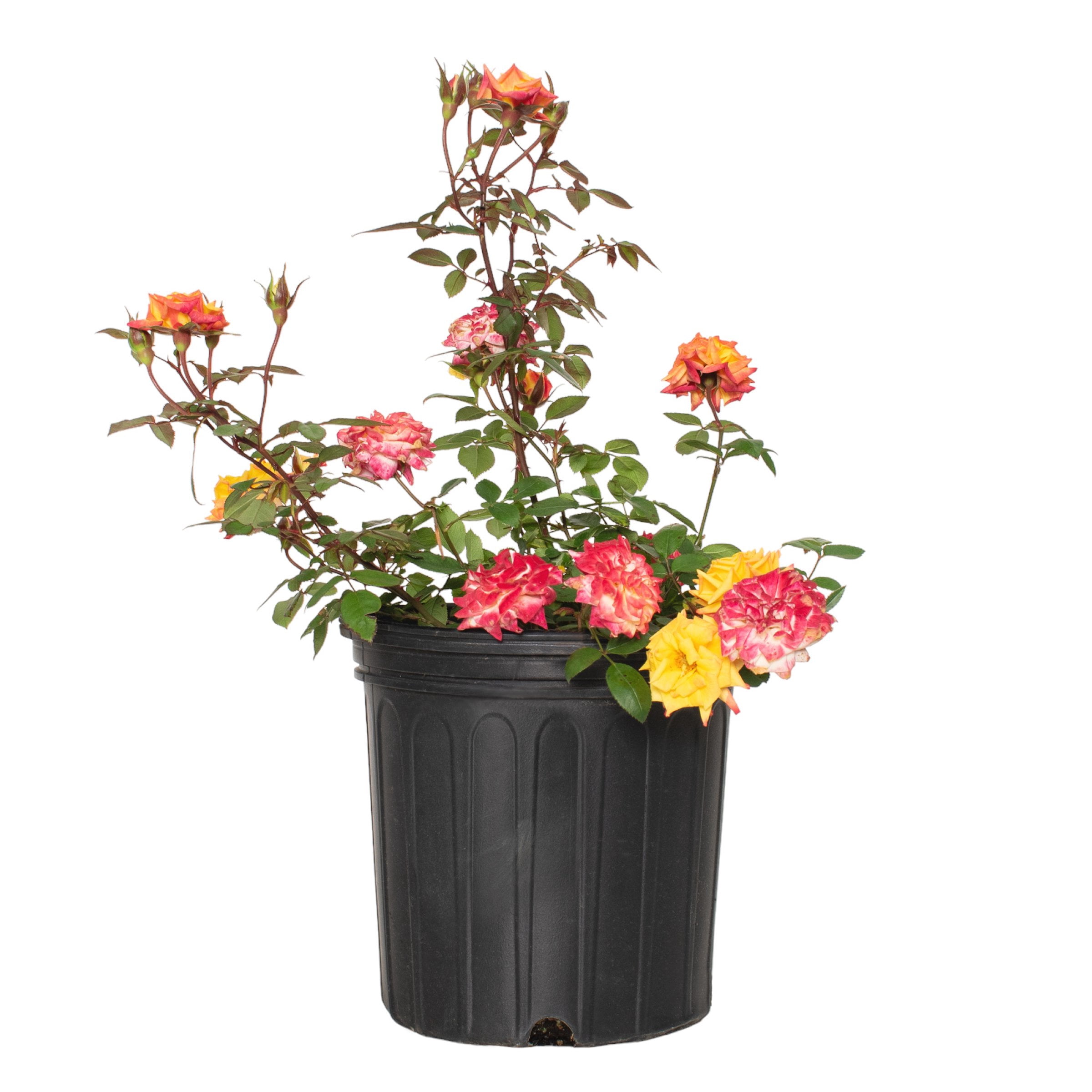 2 gal Live Rose Rainbow Sunblaze with Yellow Flowers