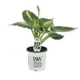 thumbnail image 2 of Proven Winners 0.65 Gallon Shadowland Hudson Bay (Hosta) Live Plant, Blue/Green Foliage, 2 of 7