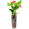 Anthurium in Glass Vase Flowering Plant, Air Purifier, Plant Gift, Valentine's Day Gift, Mother's Day Gift