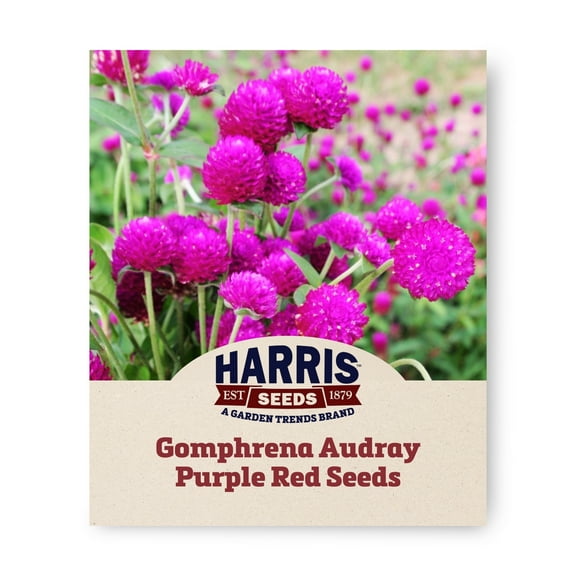 Harris Seeds - Gomphrena Audray Purple Red Seeds - For Planting Home Garden - 250 Seeds