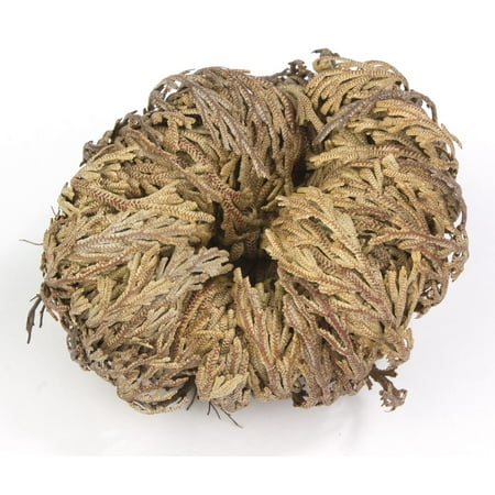 2-Pack Incense Garden Rose of Jericho Flower The Resurrection Plant