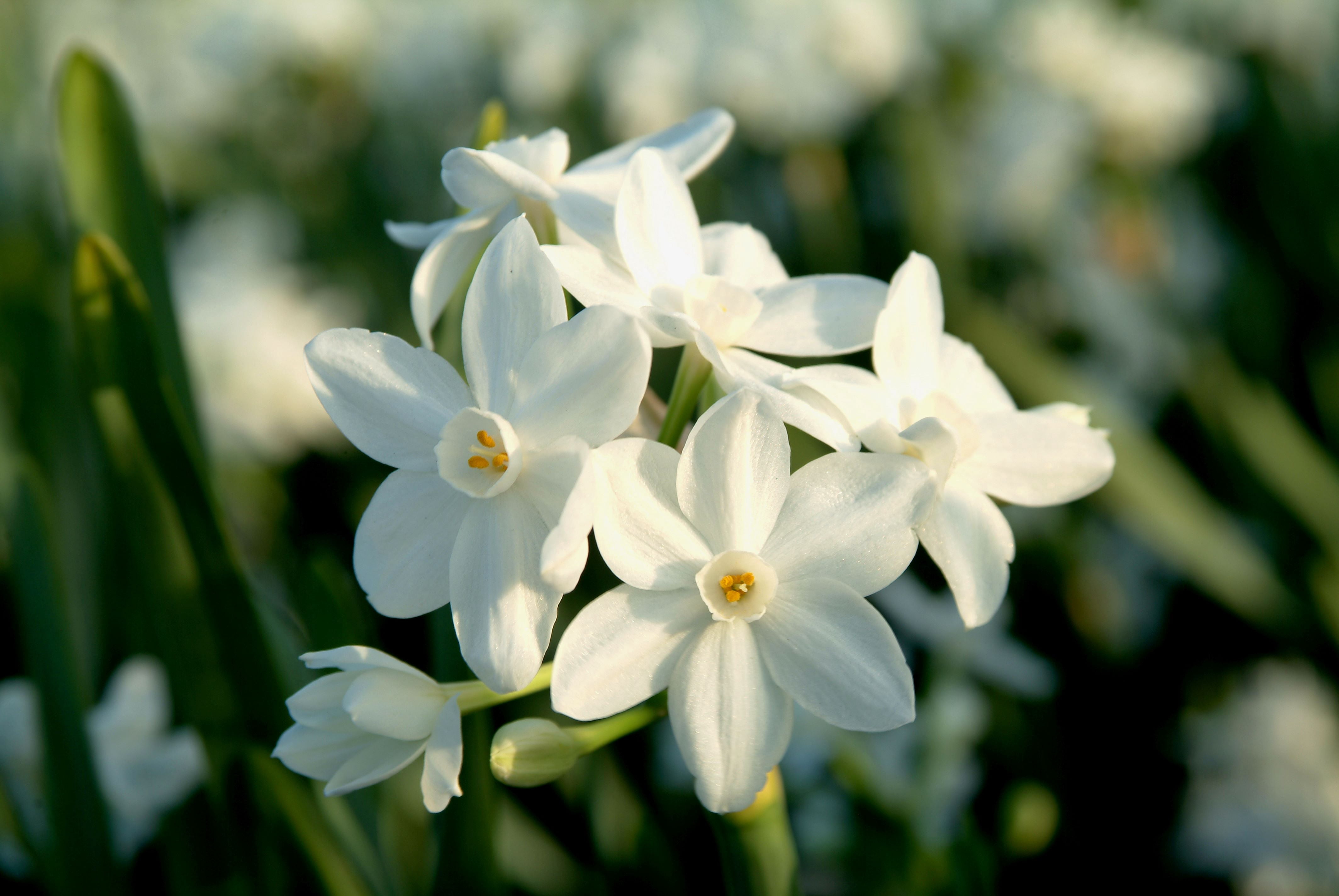 EuroBlooms Paperwhite Ziva, Indoor Plant Kit, White Blooms, Bright indoor light or filtered sunlight