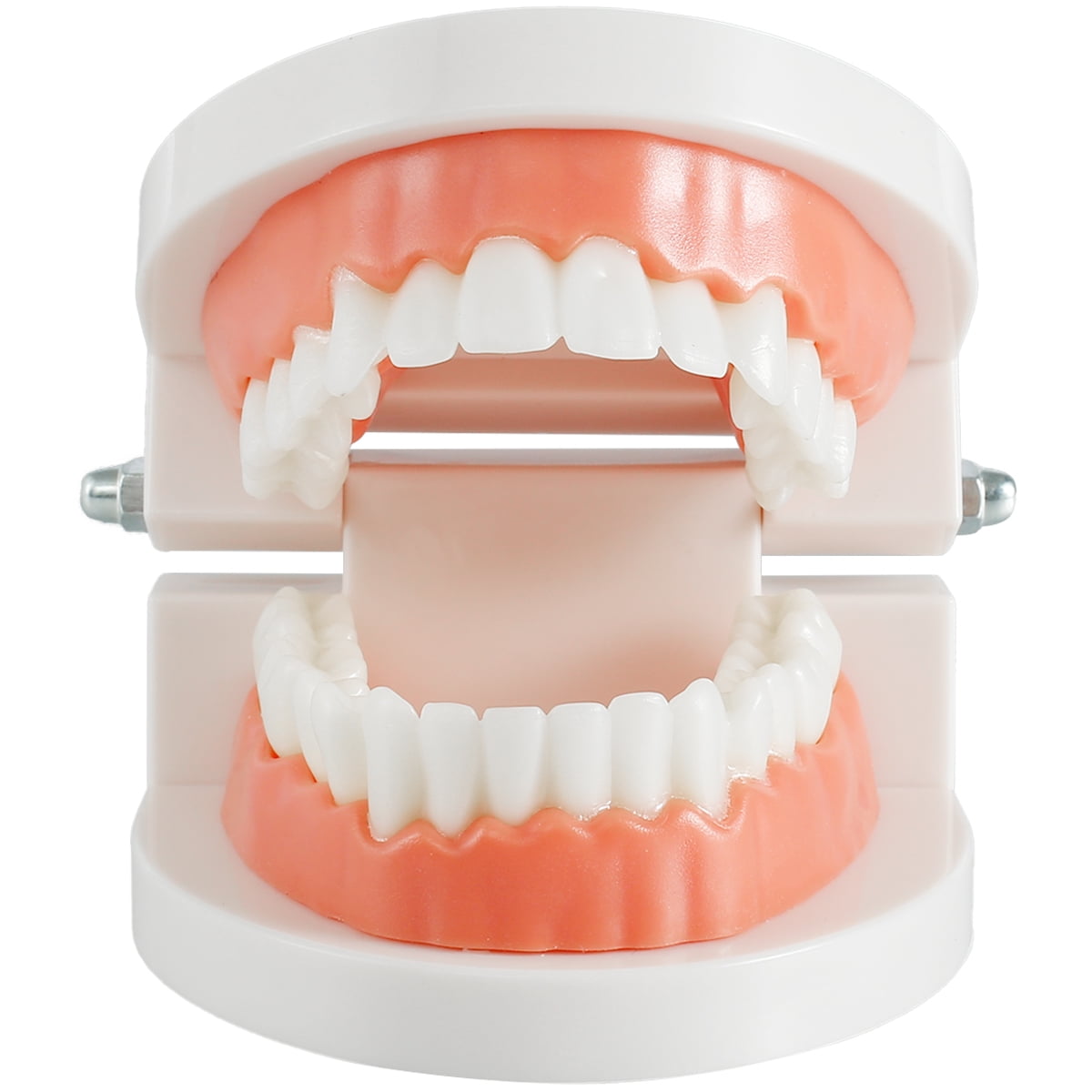 children Education oral teeth toy Dental tooth model Early  teaching model ^P 