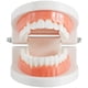 thumbnail image 2 of Muyoka Modelo de dientes Modelo de dentadura de alta simulación Modelo de demostración con 28 dientes para pantalla limpia Modelo de boca dental para niños Práctica de enseñanza temprana Muyoka Hogar, 2 of 7