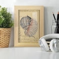 thumbnail image 6 of Seashell Ephemera V - Framed Print w/glass - Natural Wood, 6 of 8