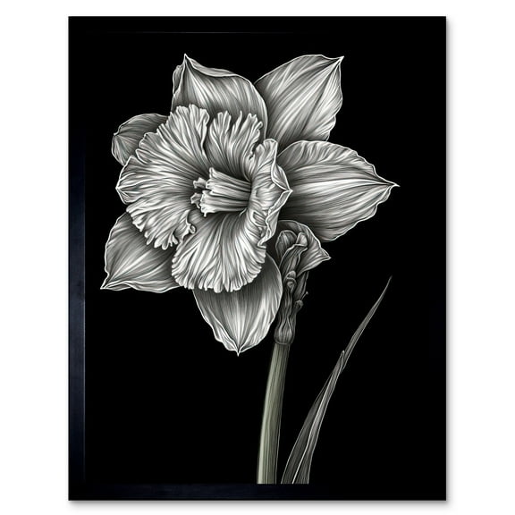 Daffodil Flower Black and White Pencil Drawing Art Print Framed Poster Wall Decor 12x16 inch