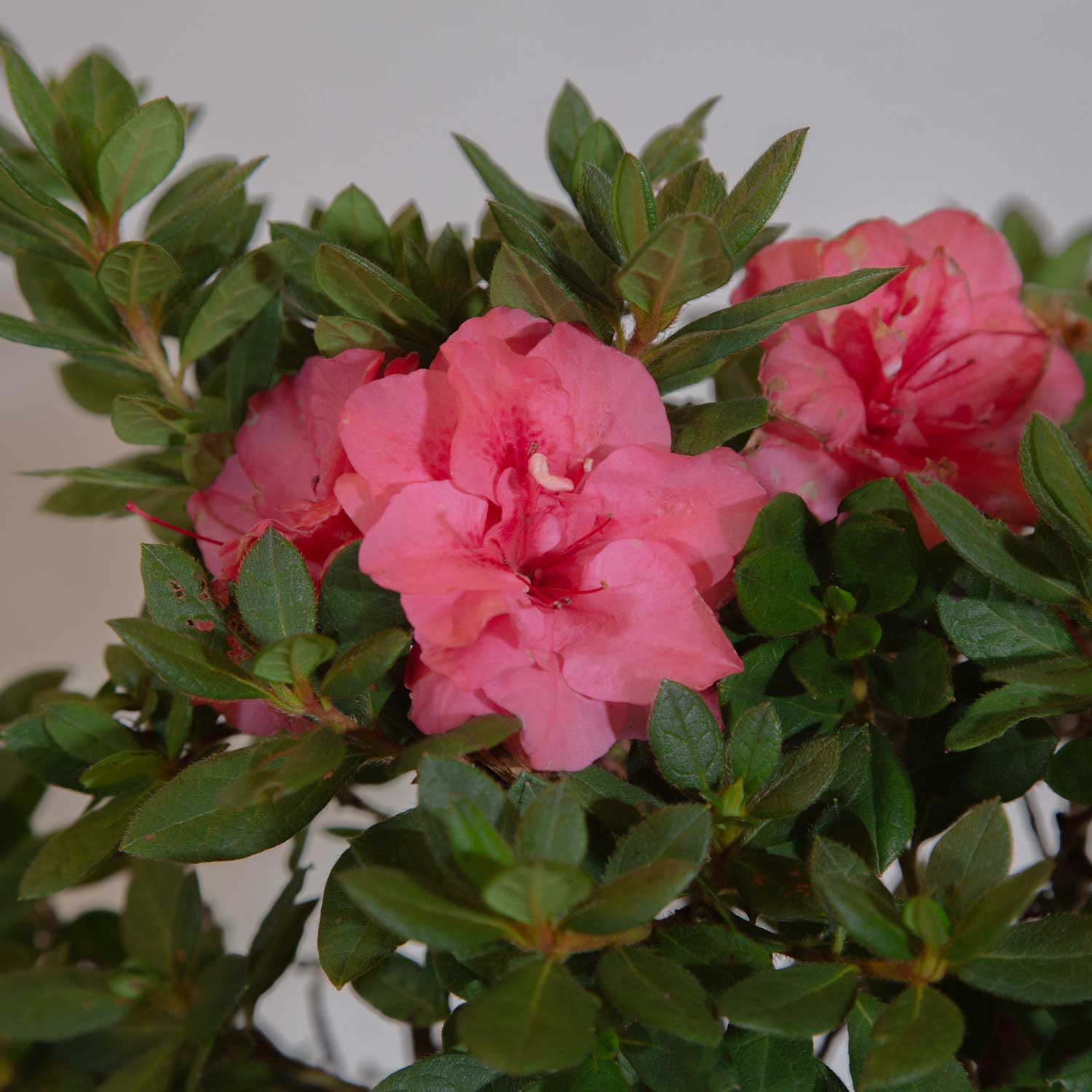 Encore Azalea Autumn Rouge (1 Gallon) Dark Pink Flowering Shrub - Full Sun Live Outdoor Plant