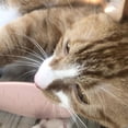 thumbnail image 4 of SPRING PARK Cat Tongue Textured Grooming Brush, Nurturing Brush for Kitten Dual-Ended Brush Pet Cat Portable Daily Hair Care Tools Simulation Massage Comb, 4 of 7